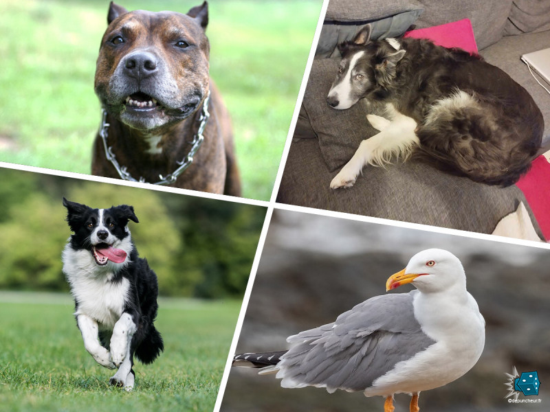 Mais où est Fidji ?